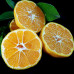 Alteya Organics - Økologisk Mandarinolie
